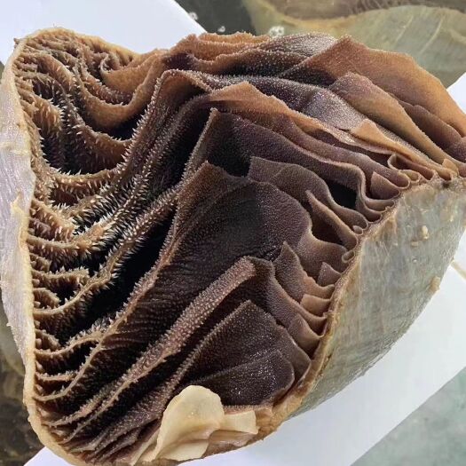 成都毛肚个子(毛肚整块带底板)牛百叶 黑个子