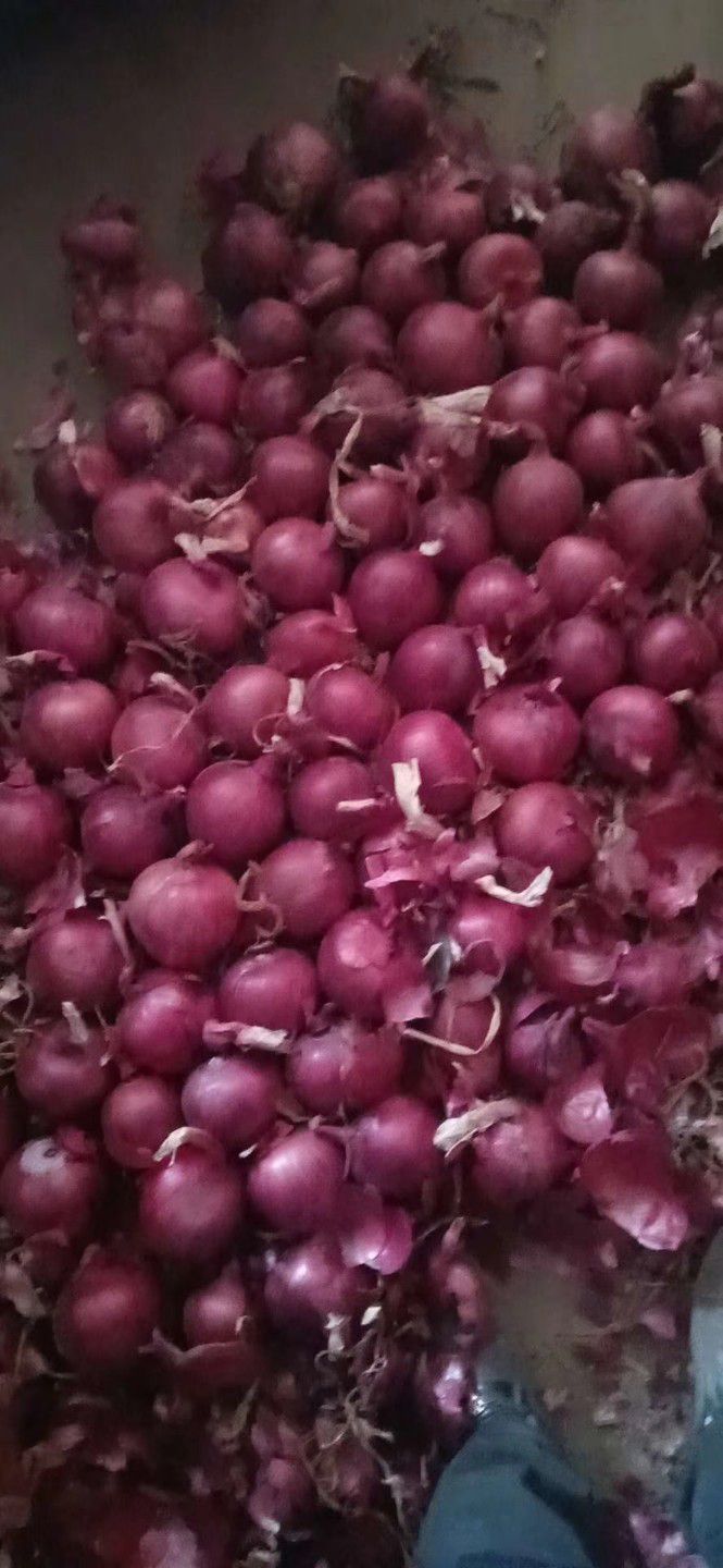 红皮洋葱 甘肃紫葱，价格便宜，质量优