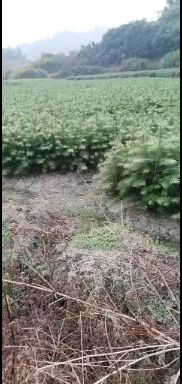 杉木树苗  杉木苗