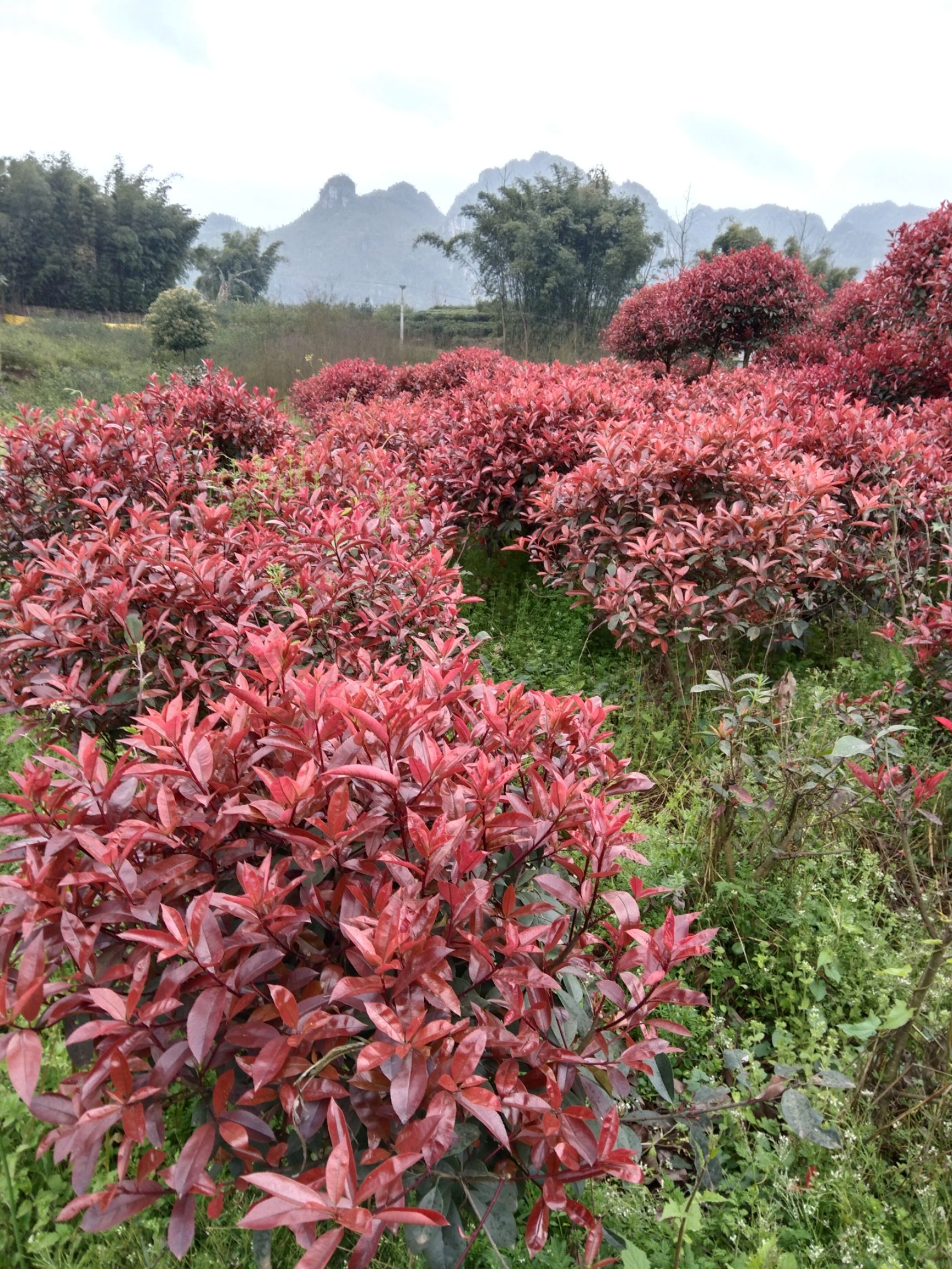 红叶石楠造型树  冠幅80——150，大概2000株左右。