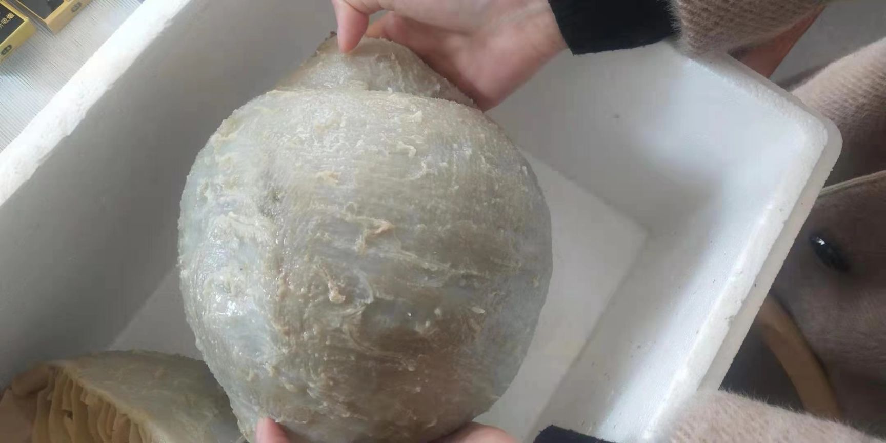 毛肚  优质白个子，黑个子批发