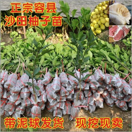 容县红心柚苗 容县沙田柚苗 原产地柚子柚苗 白肉红肉蜜柚树苗 嫁接果苗带泥