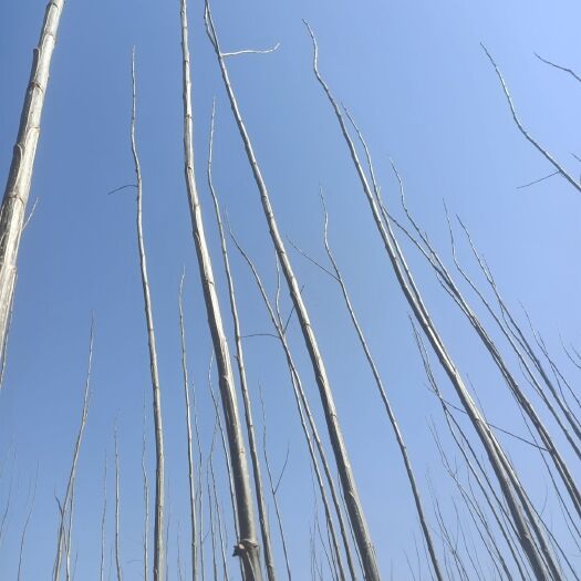 临清市107速生杨