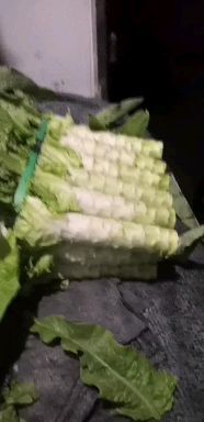 香河县青尖叶莴笋 香河莴笋大量上市了，绿皮绿肉，做工精细，价格合理，
