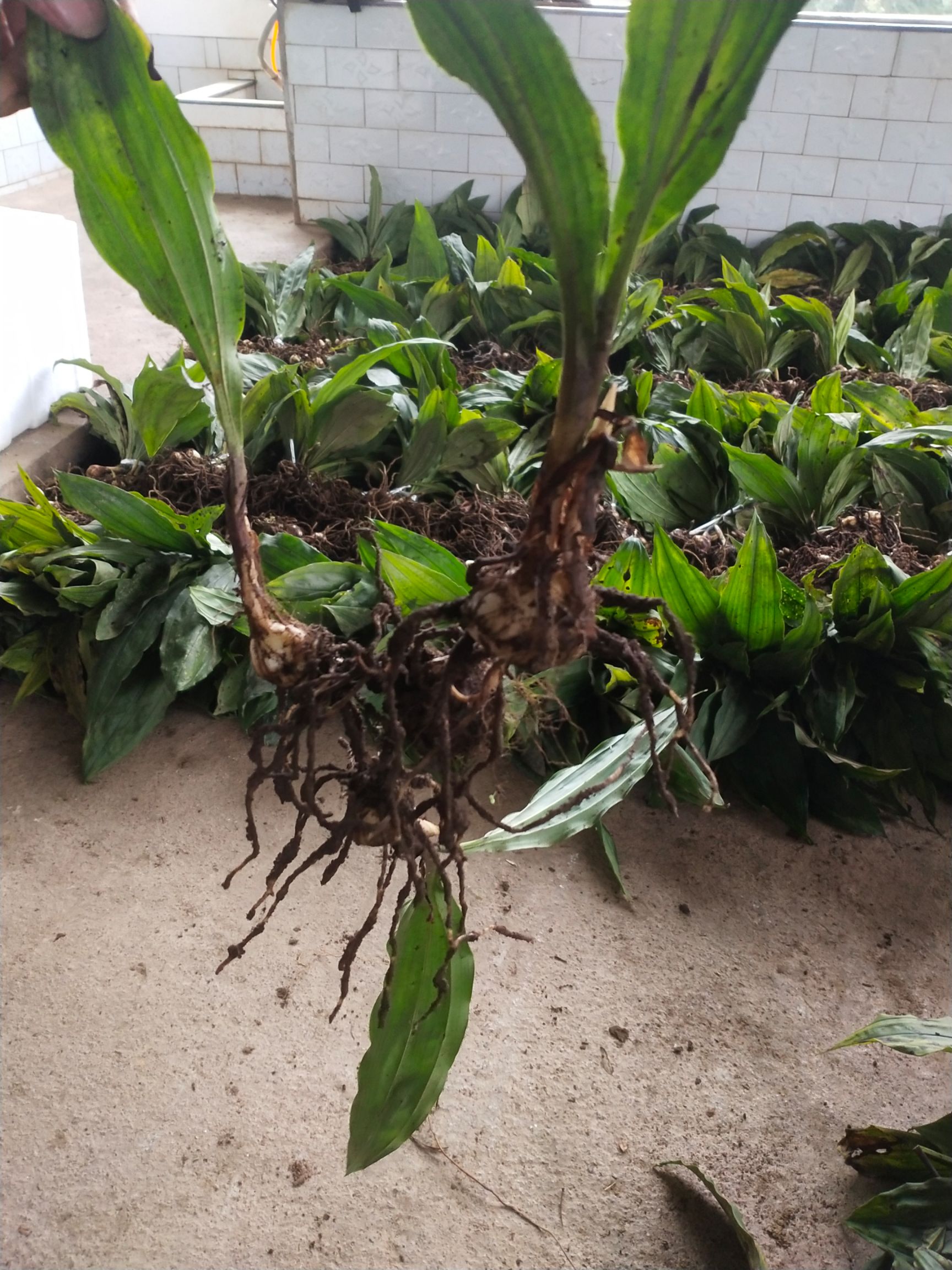 毛慈菇