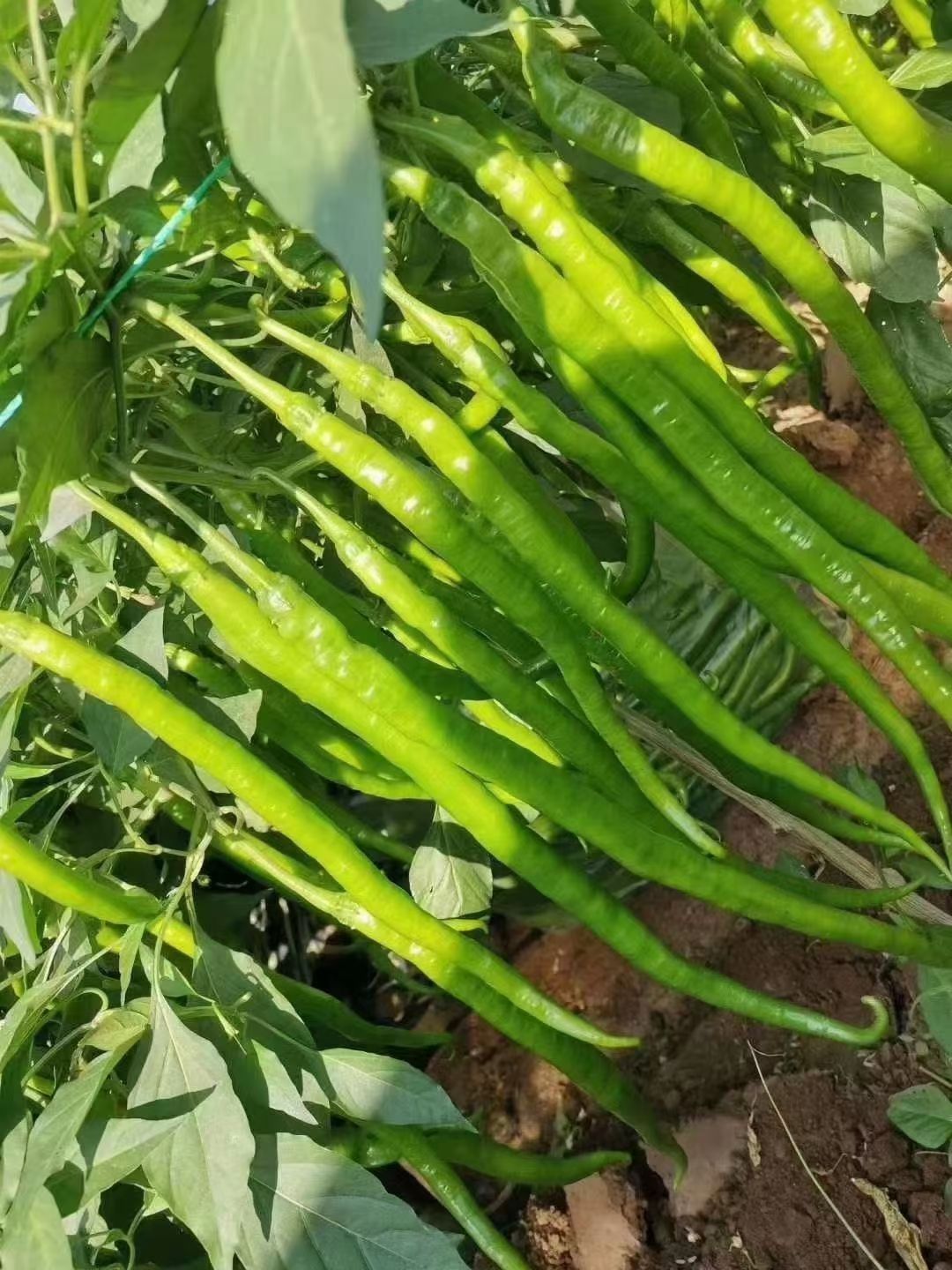 线椒苗黑线黄线辣椒中辣35公分左右苗厂直发