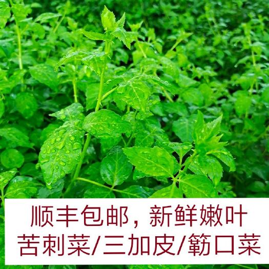 恩平市山野菜 新鲜簕菜鲜嫩勒菜 苦刺菜 苦刺野菜农家四季菜基地直供餐厅特色