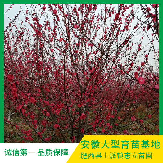 肥西县红叶碧桃  安徽红叶桃基地 安徽红叶桃价格 安徽红叶桃产地