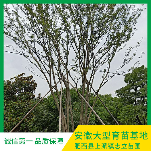 肥西县 安徽丛生朴树基地安徽丛生朴树价格