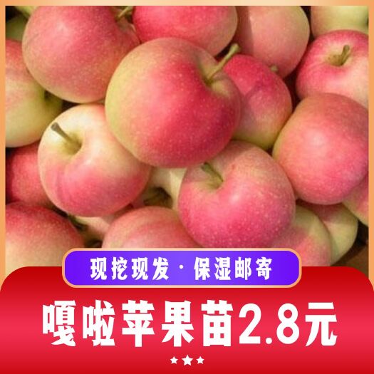 嘎啦苹果苗 果实中等大，单果重100—200克，短圆锥形，果面金黄色。阳