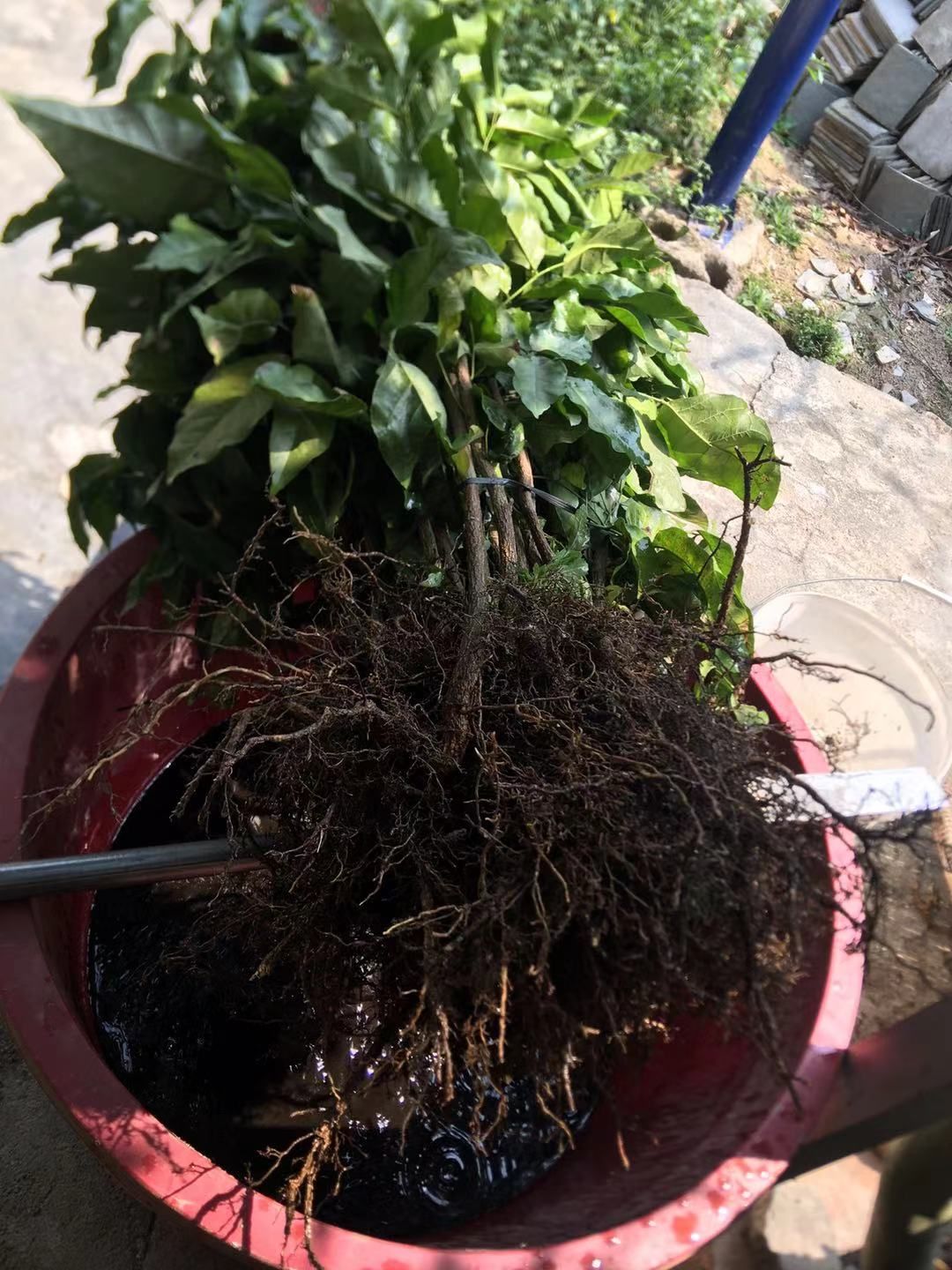 黑黄皮果苗  创智果苗