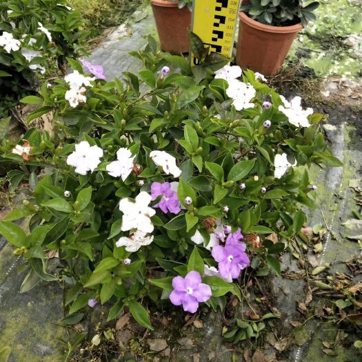 雙色茉莉布袋苗 大袋苗枝葉茂盛帶花苞 根系發(fā)達(dá) 雙生花兩傍香