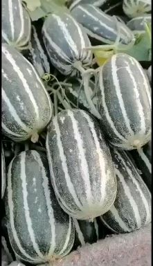 博洋甜瓜  博洋9号蜜瓜