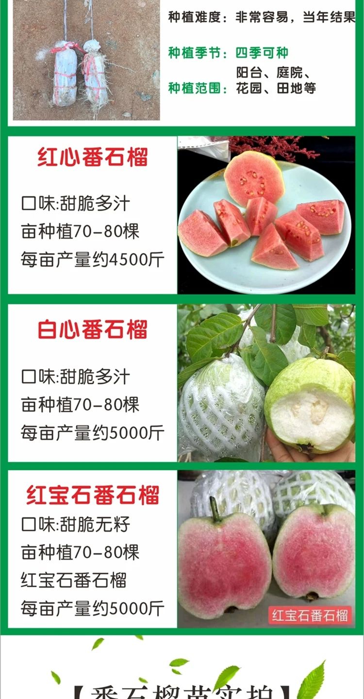  白肉红肉番石榴树嫁接四季 珍珠番石榴苗 红心番石果榴苗芭