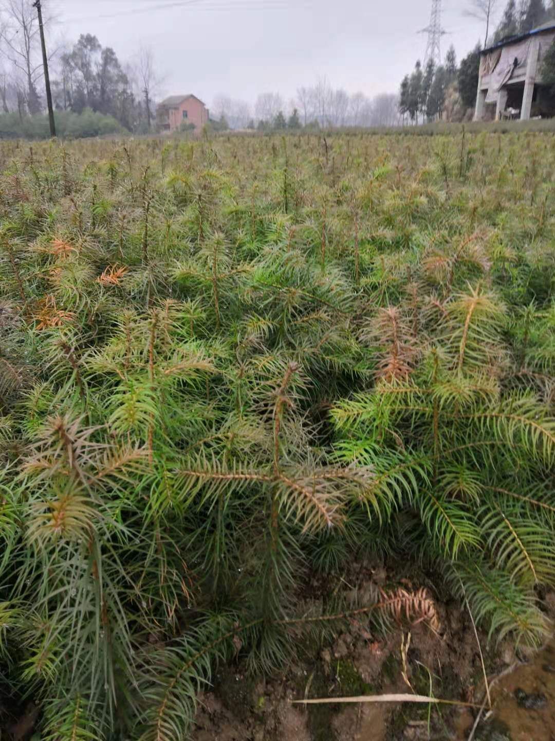 杉木树苗 杉树苗，杉木苗