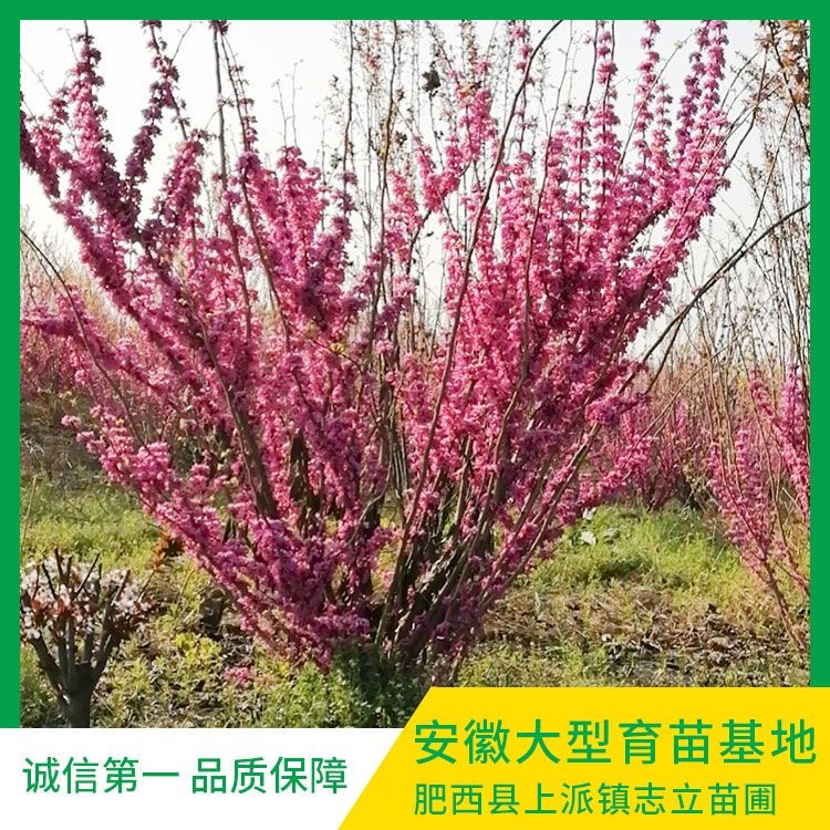 安徽丛生紫荆出售 安徽丛生紫荆价格
