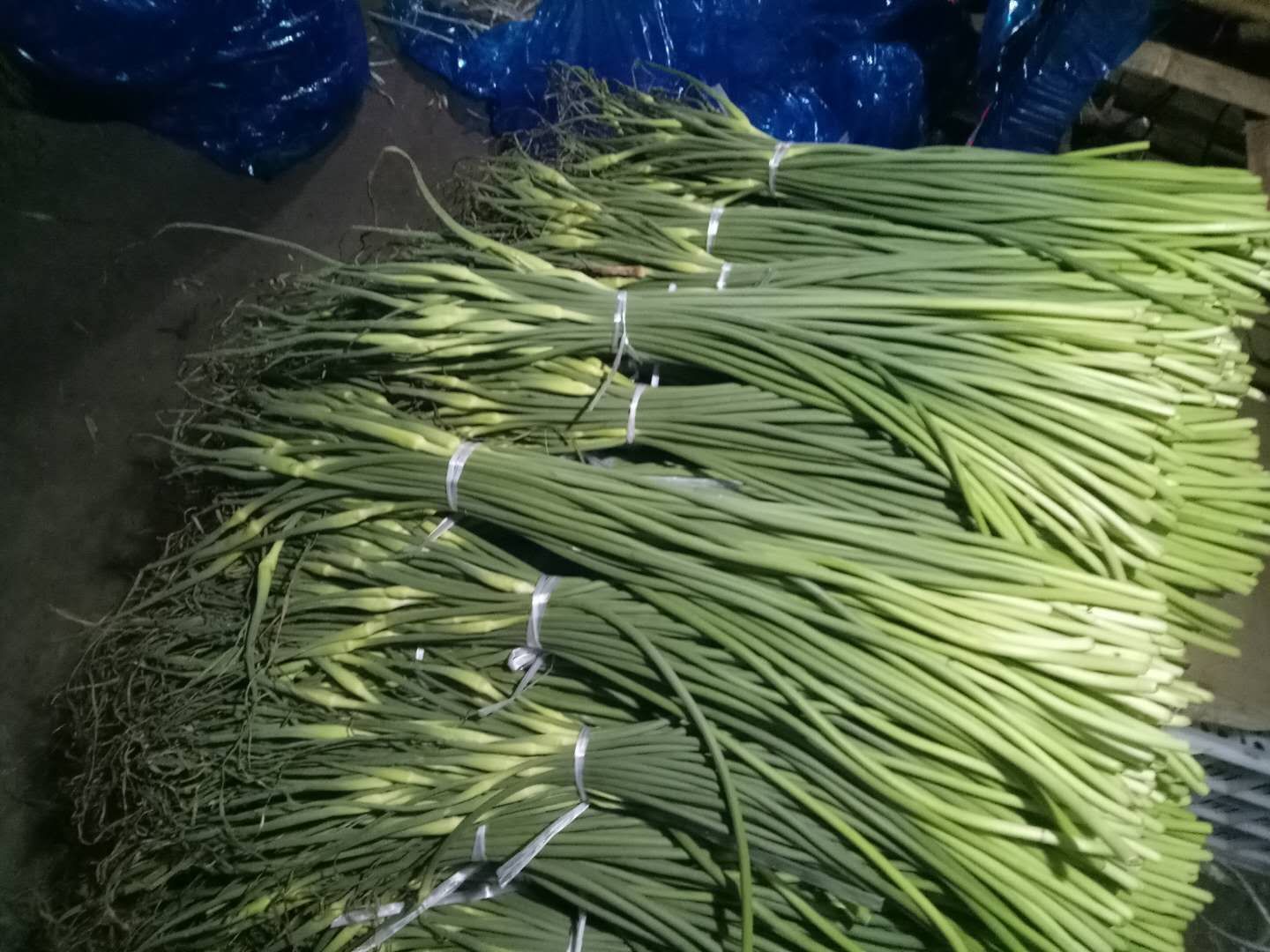 红帽蒜苔  红帽*白帽蒜薹*质量保障*代发各地市场