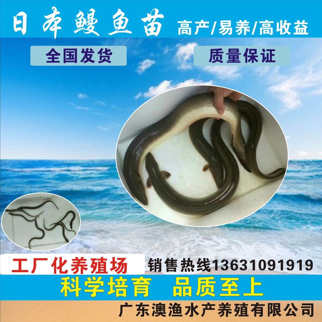 清远鳗鱼苗现货批发大规格30公分左右