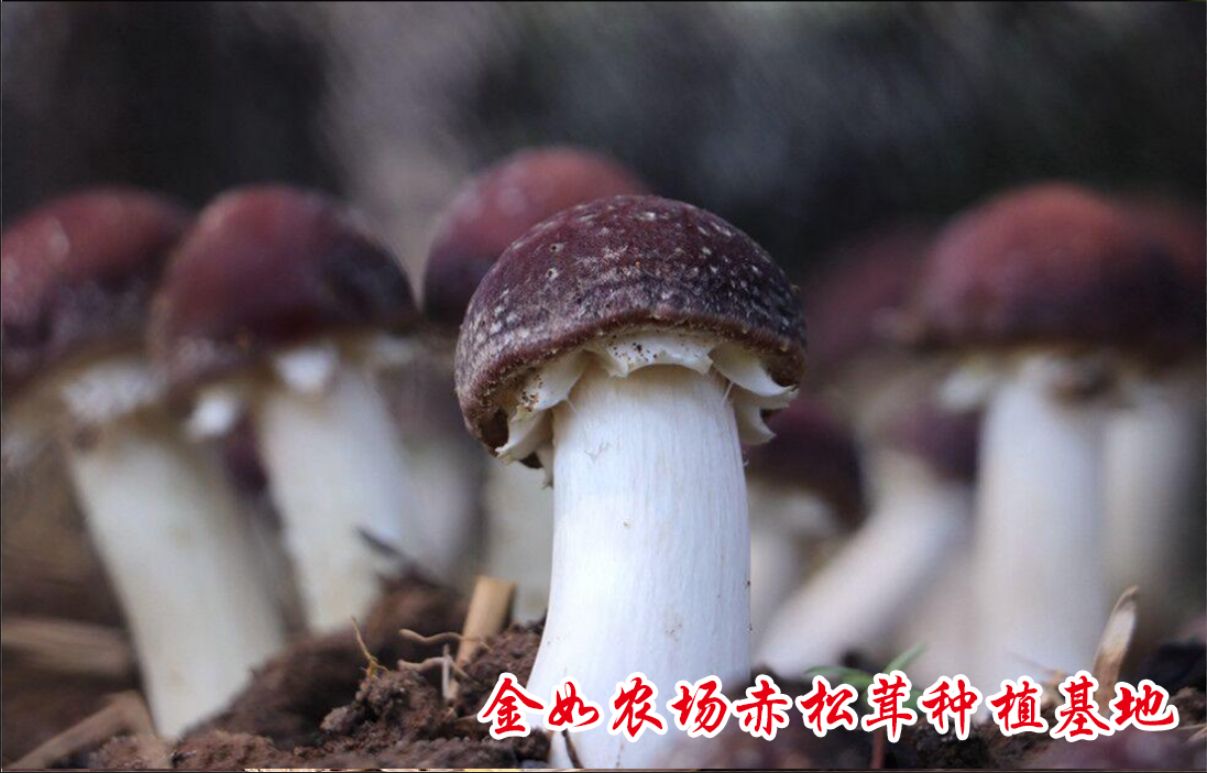 预售12月份，一件代发，赤松茸菌菇基地种植，直销现采现发货