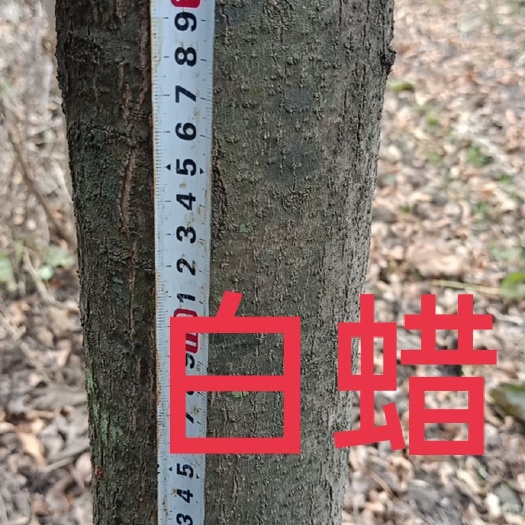宿州细皮灰楸 