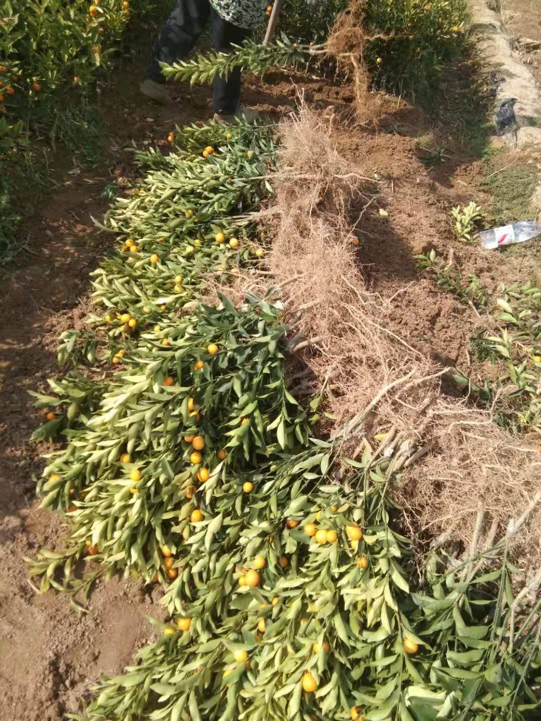 脆皮金桔苗  脆皮金桔树苗，带果发货盆栽纯甜、新品种脆蜜金桔苗