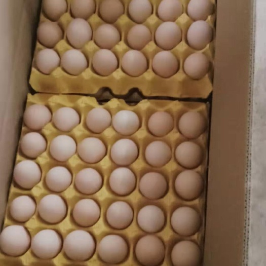 高阳县粉壳蛋  鲜鸡蛋