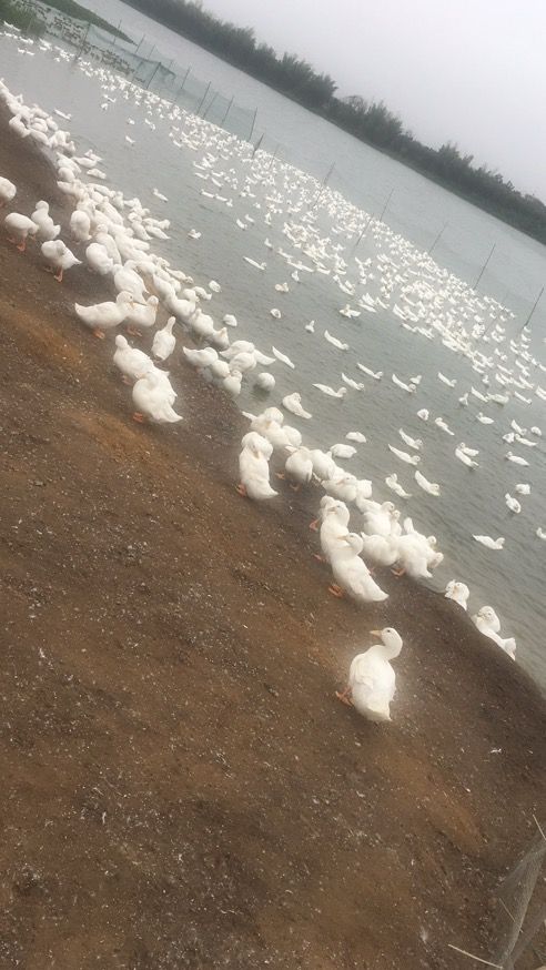  樱桃谷鸭广东吴川产地直供 肉鸭 白鸭  清水鸭 长期有货