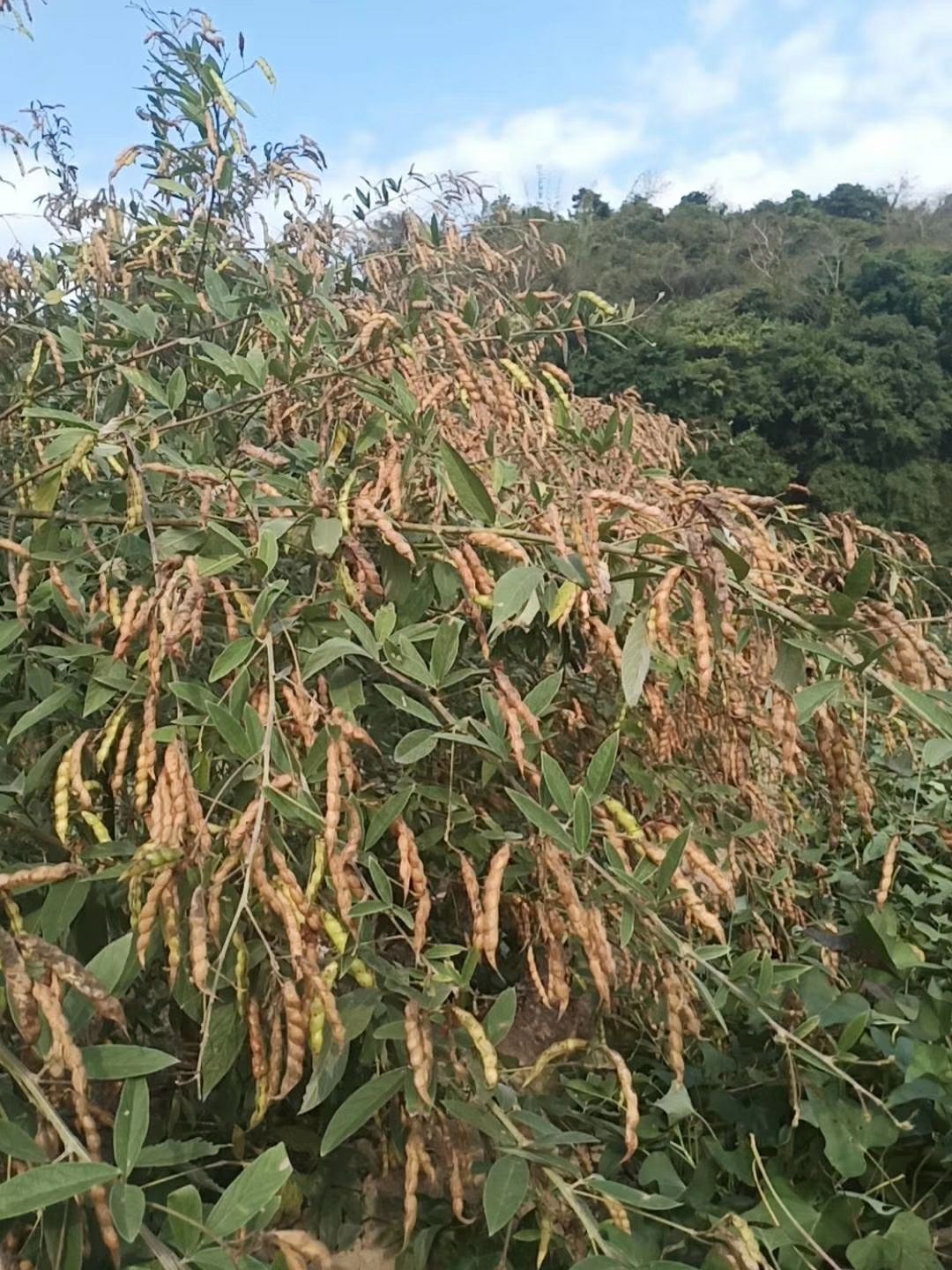 木豆叶别名图片