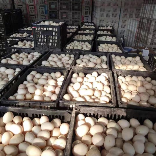 寿光市白鸭蛋  量大稳定长期合作的价格可谈