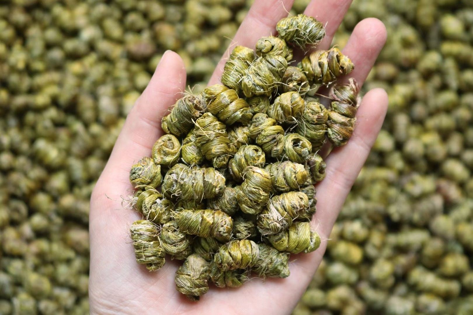 AAA特级铁皮石斛