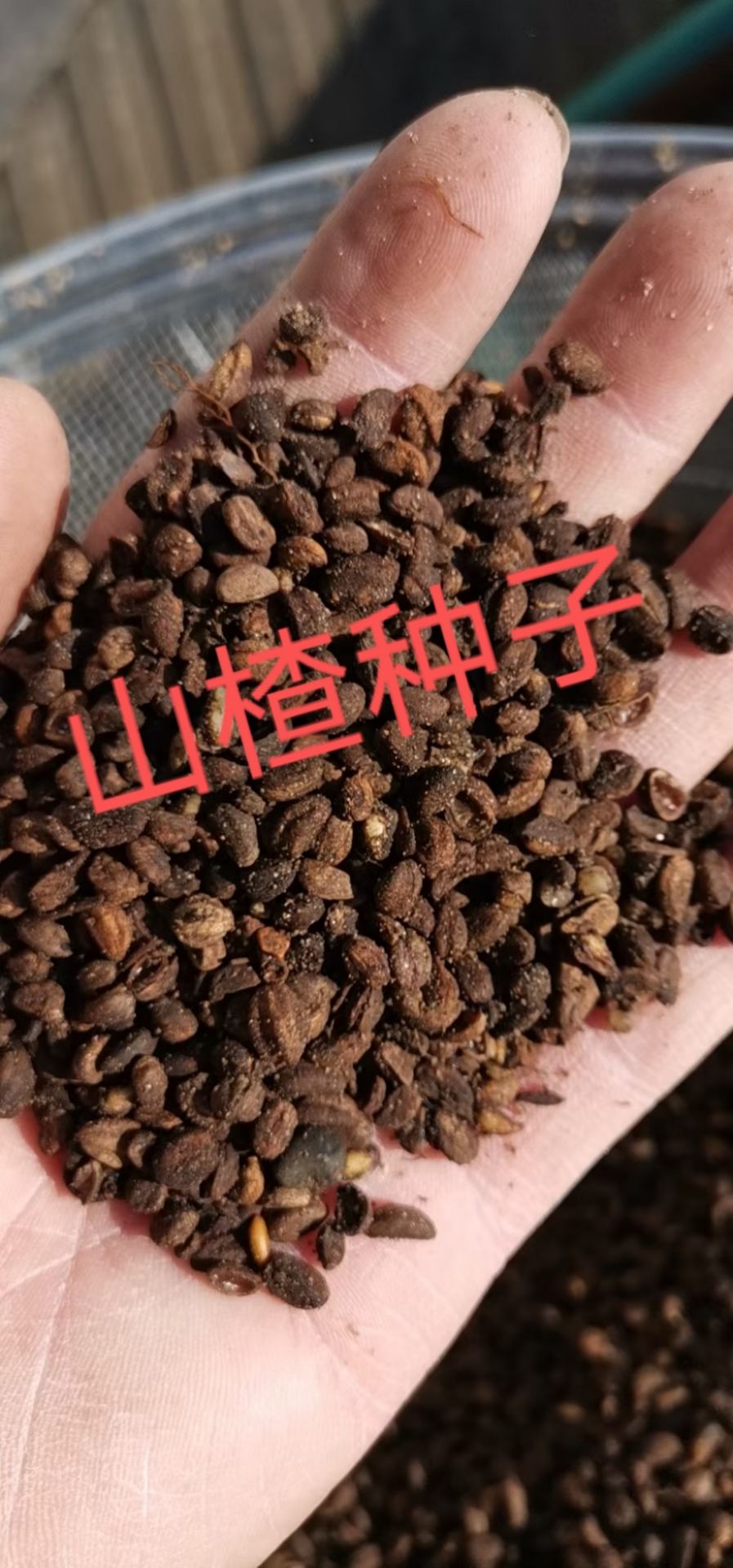 山楂种子。处理好的山楂种子。芽率有保障。