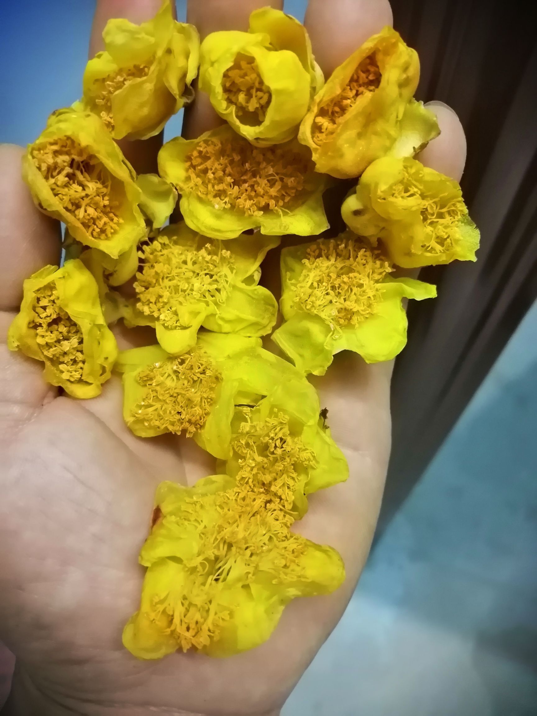 金花茶防普烘干花，广西防城港原产