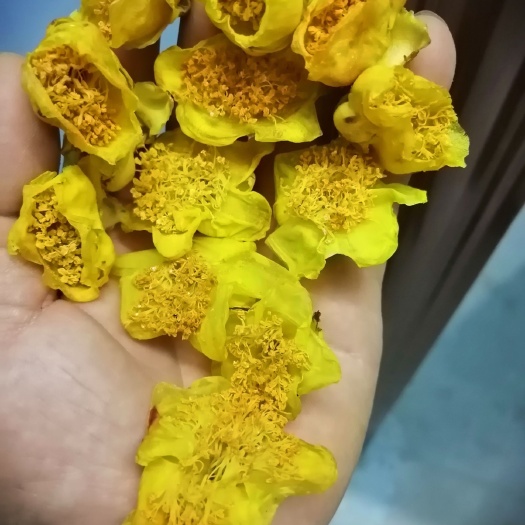 防城港金花茶防普烘干花，广西防城港原产