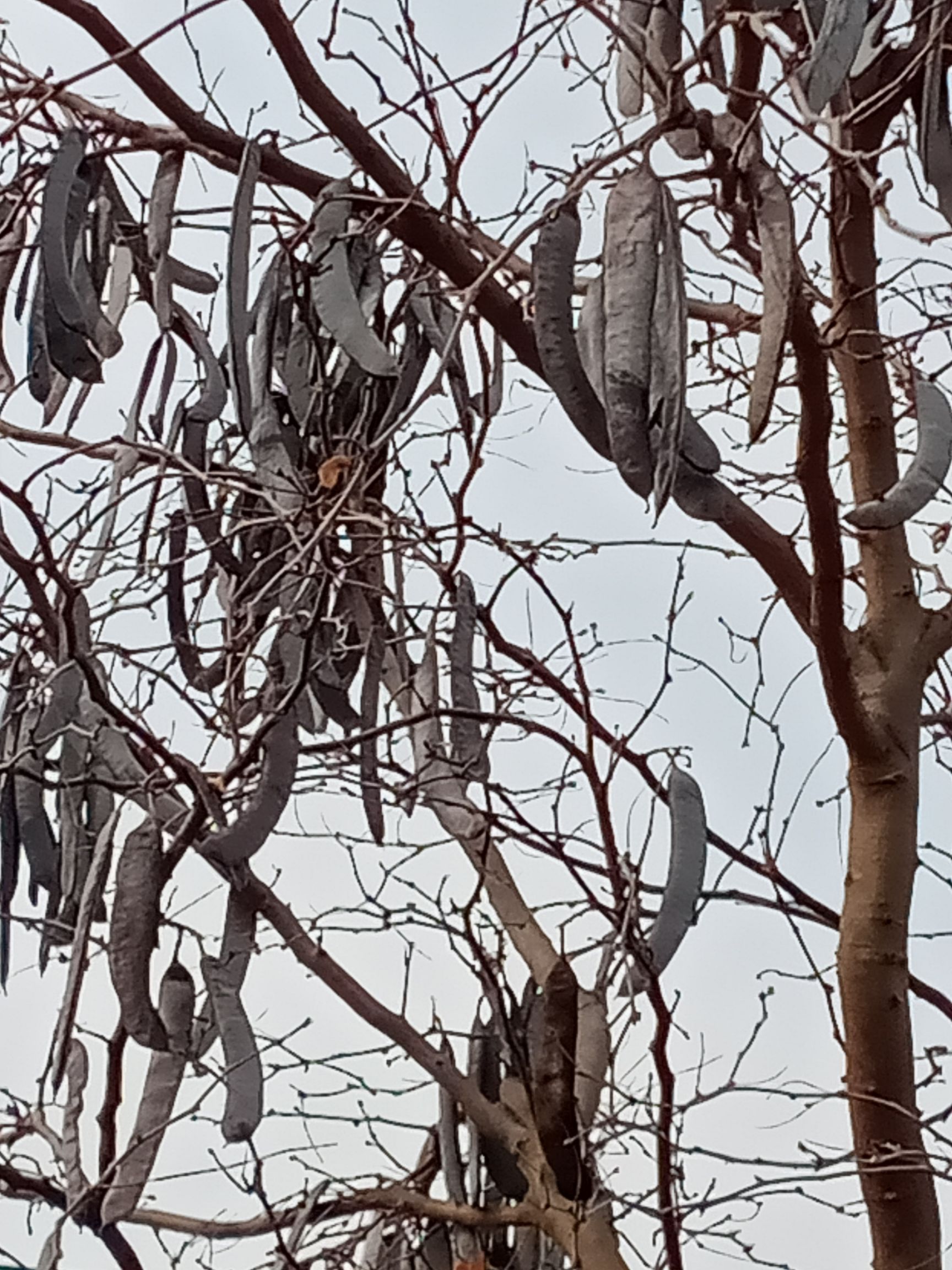 皂角米        优质皂角、皂荚