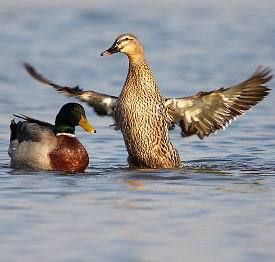 蛋鸭苗金定绿壳蛋鸭麻鸭水鸭火鸭花边花脖江南产蛋母鸭苗活的