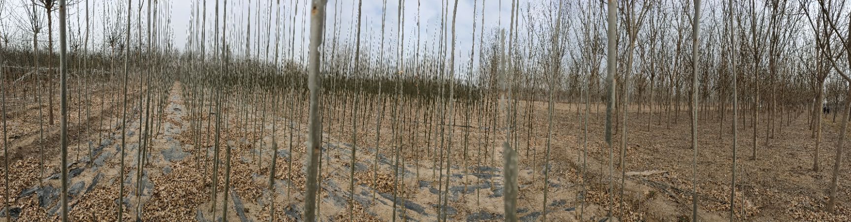 老式白蜡  速生白蜡2-3-4-5-6-7-8-9-10-11-12公分