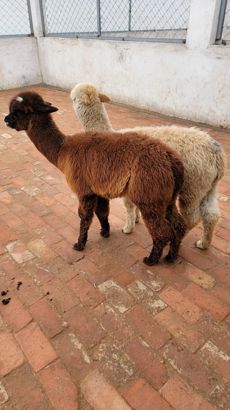 苏利羊驼 供应宠物羊驼羊驼养殖观赏家庭萌宠颜色多种全国发货保障运输