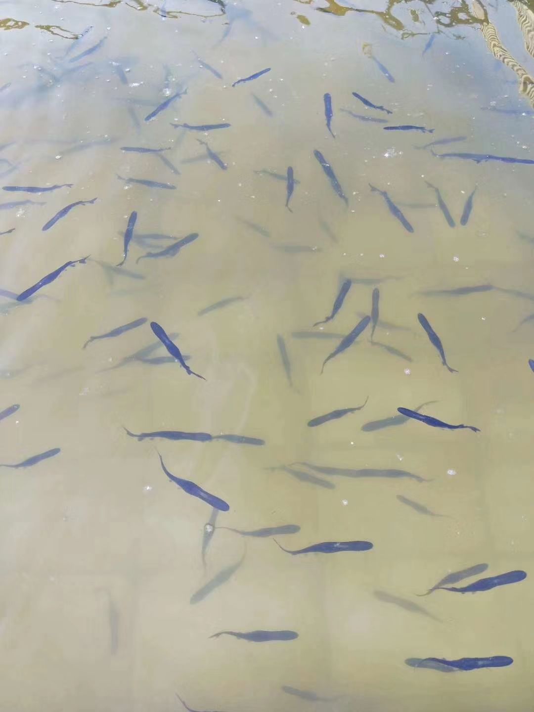 鸭嘴鱼水发，鸭嘴鱼苗，各种规格鸭嘴鱼苗及成鱼