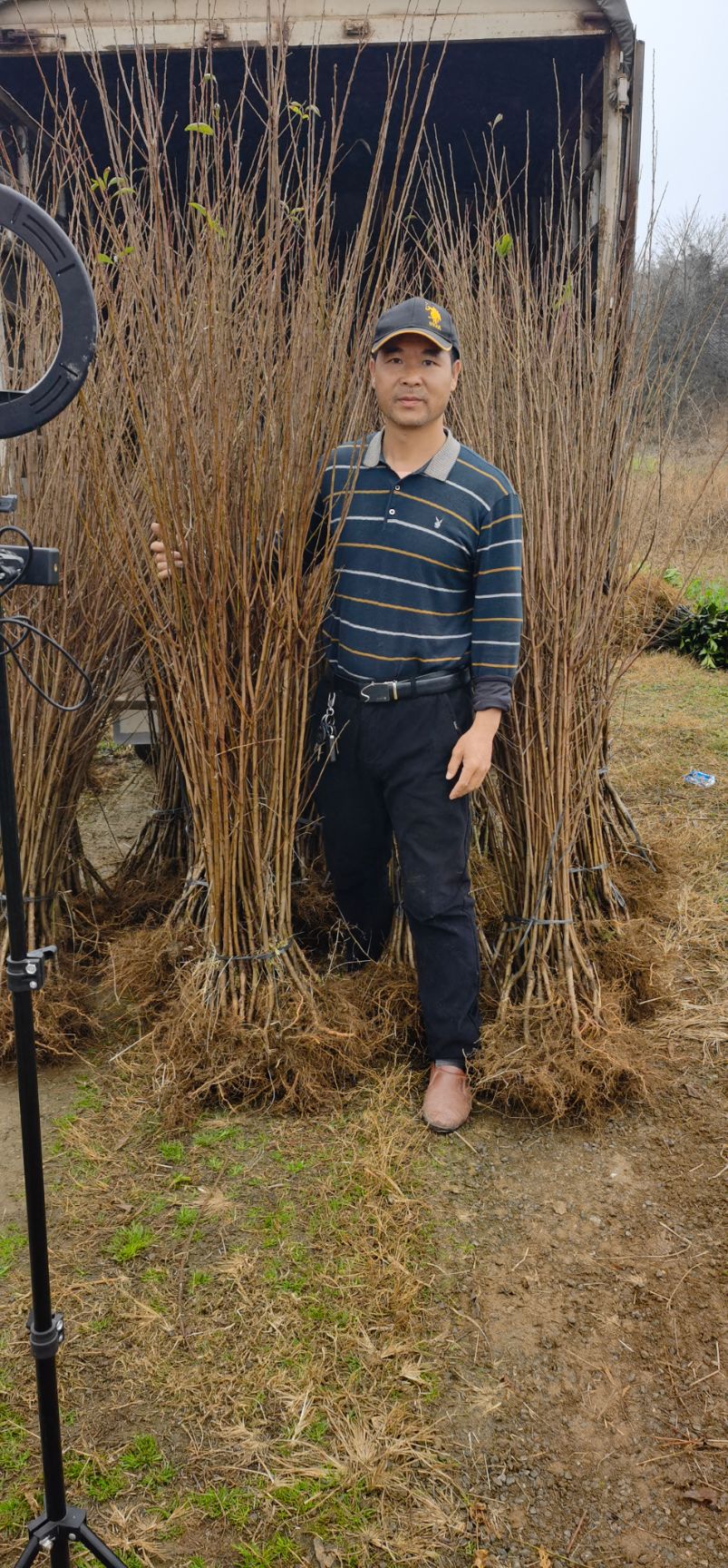 奈李苗  根系发达，苗子粗壮包纯度