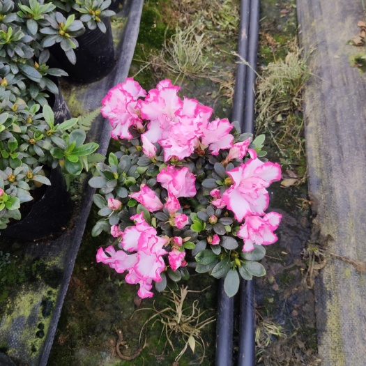 漳平市 杜鹃花西玛杜鹃梅红杜鹃小桃红杜鹃樱桃红杜鹃桃雪杜鹃红双喜杜鹃