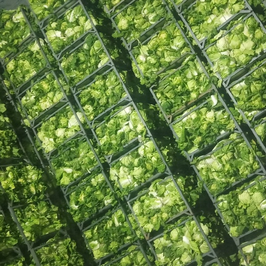 白水县青杂三号白菜  个大，实在