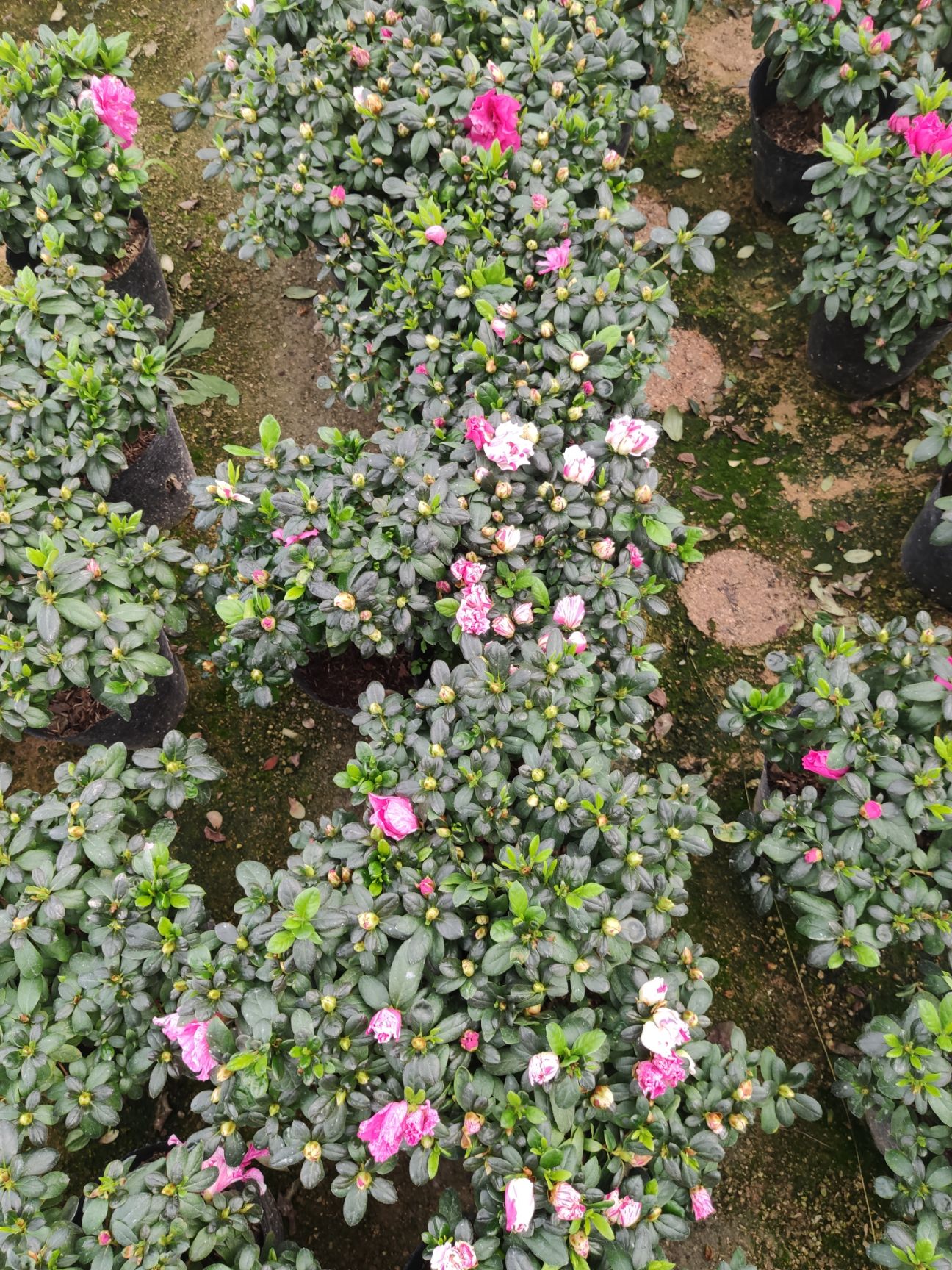  五宝杜鹃花   四季曙光杜鹃