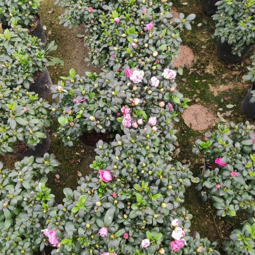 漳平市 五宝杜鹃花   四季曙光杜鹃