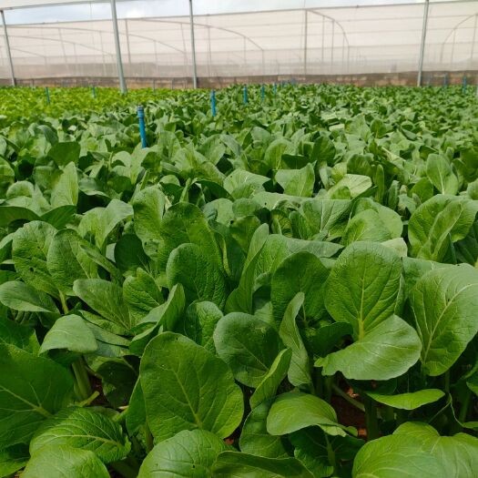 海口广州菜心  蔬菜批发价格，