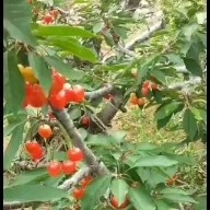 安丘市红灯樱桃苗 红灯黄蜜美枣樱桃苗！