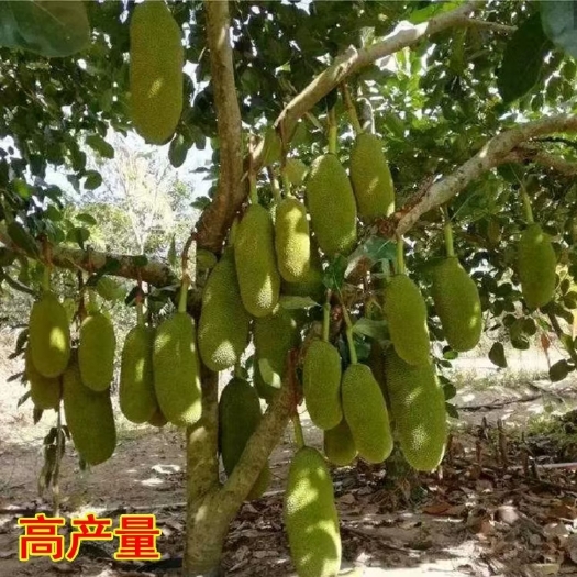 灵山县马来西亚一号菠萝蜜苗  正宗嫁接菠萝蜜树苗，马来西亚1号黄肉