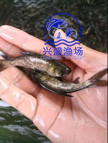 2021年北京草鱼苗，一斤3到7个头，规格可供挑选，大量有售