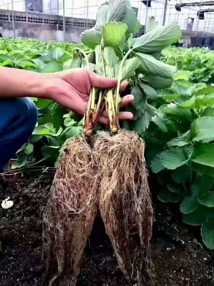 大量元素肥料  A大量元素水溶肥