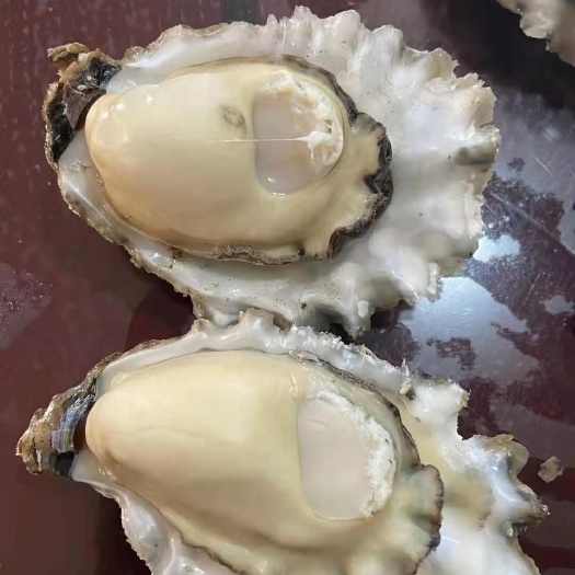 连云港三倍体生蚝  精品生蚝自有养殖基地和加工厂