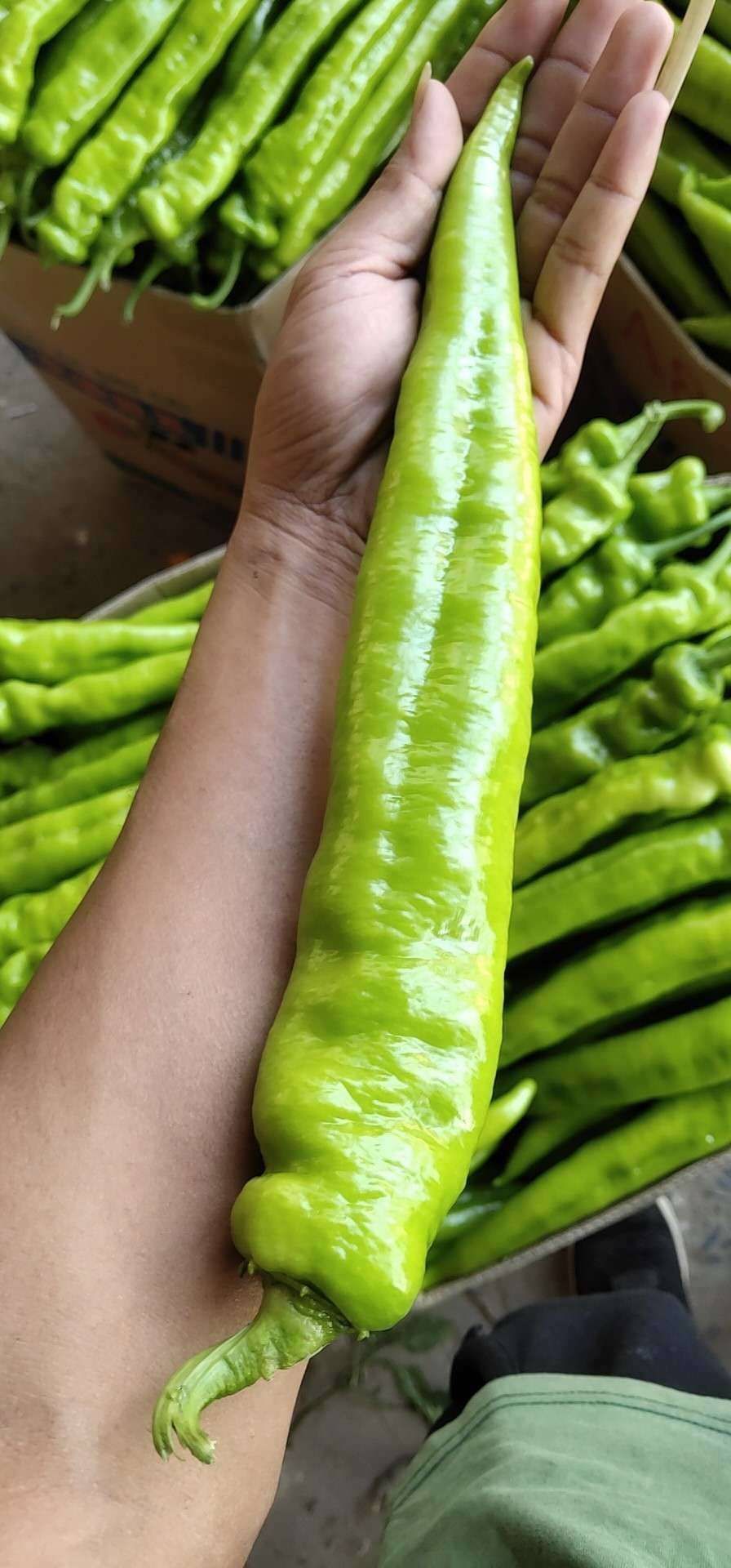 牛角椒苗301辣椒苗